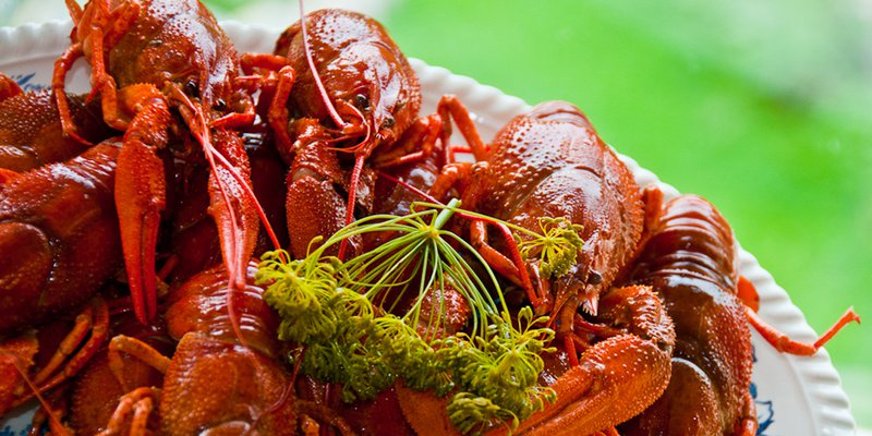 A close-up of red crayfish, boiled with dill. The crayfish parties are a summer tradition in Sweden.