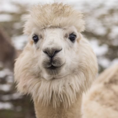 A white alpacka facing the camera, against a partially snowy backdrop