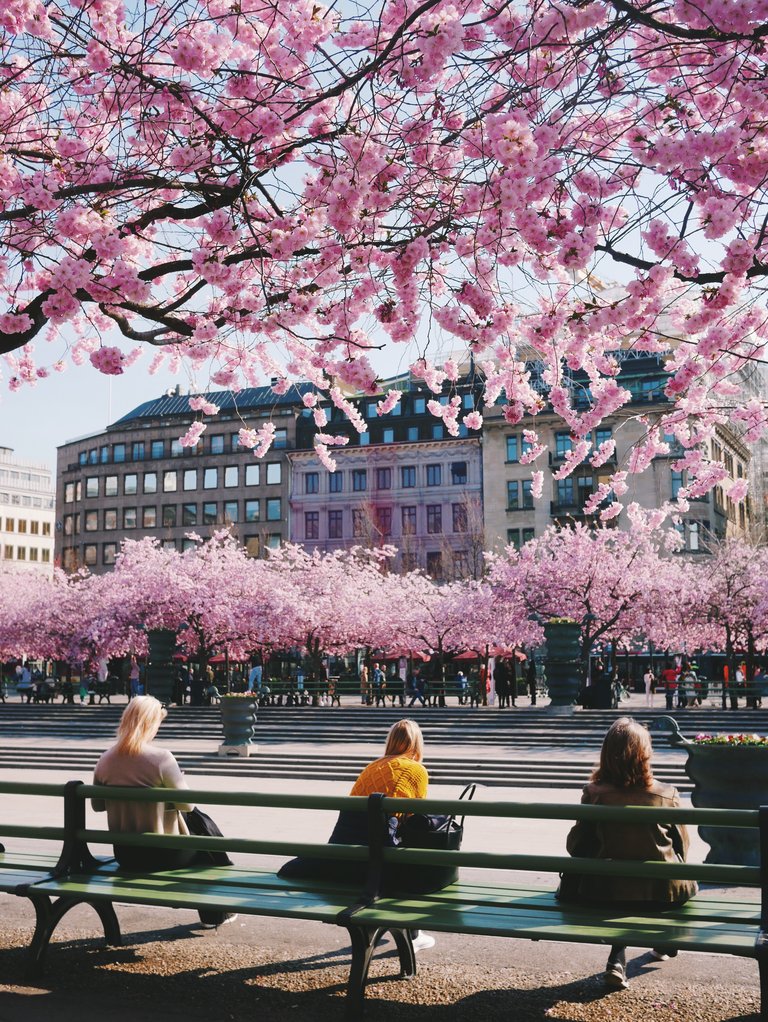 Spring in Stockholm. Cherry trees in bloom.