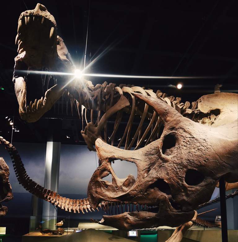 Museums in Stockholm. Dinosaur bones at The Museum of Natural History.