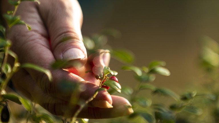 Nature in Stockholm. A women's hand is picking lingon berries from a small bush.