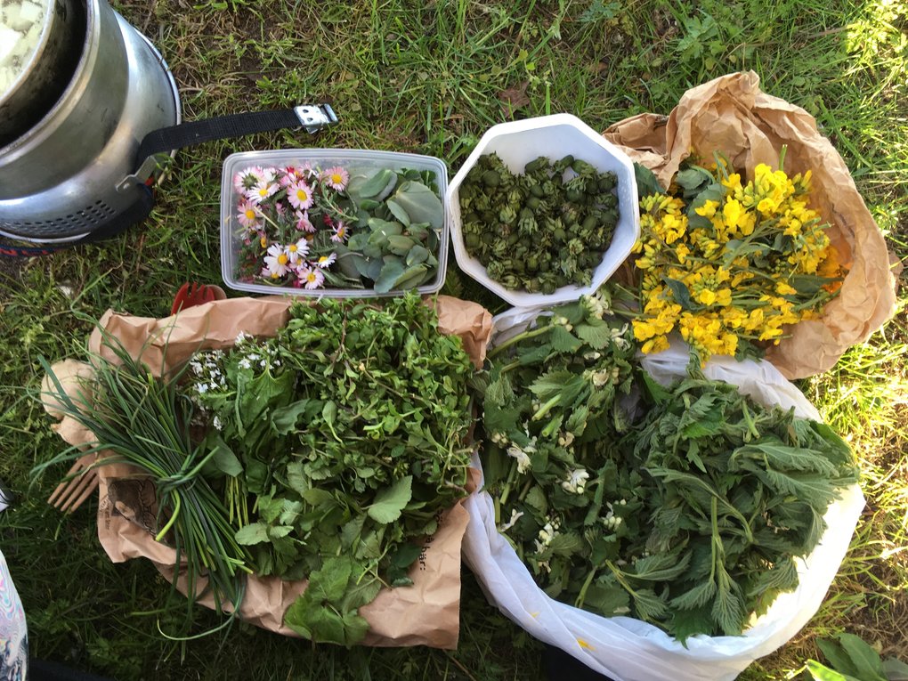 Wild Plant Walk
