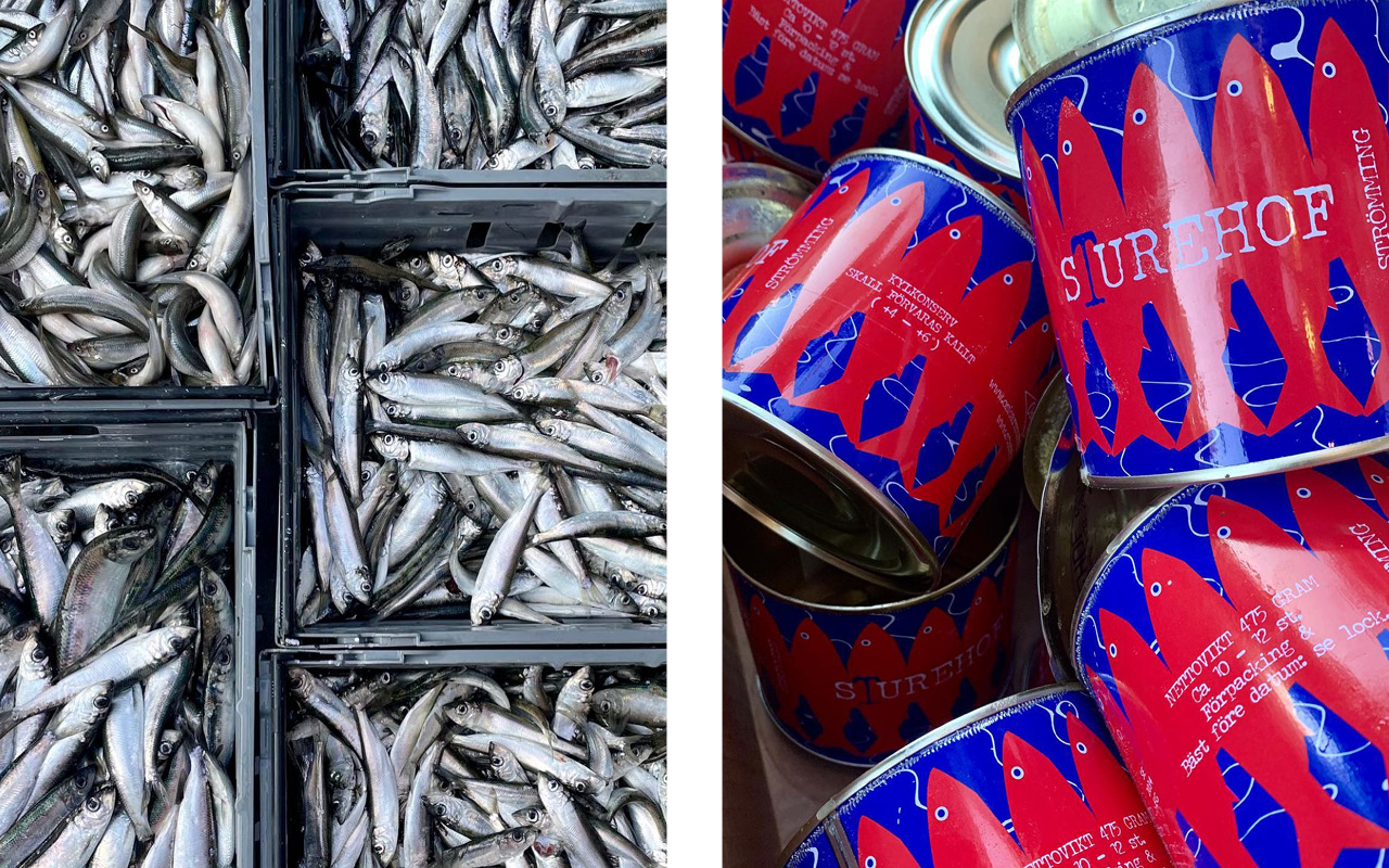 A can of fermented Baltic herring, known as surstromming in Swedish,  News Photo - Getty Images